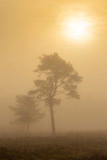 Pine (Pinaceae) in the moor with fog, nature reserve, Vernner Moor, Neuenkirchen-Vörden, Lower