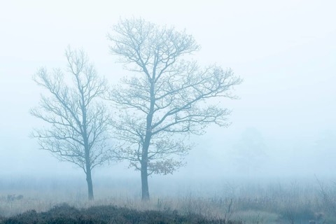 Oak (Quercus) in the moor with fog, nature reserve, Vernner Moor, Neuenkirchen-Vörden, Lower