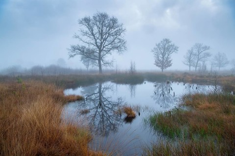 Oak (Quercus) in the moor with fog, Venner Moor, Neuenkirchen-Vörden, Lower Saxony, Germany