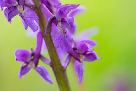 Early purple orchid (Orchis mascula), Osnabrück, Lower Saxony, Germany