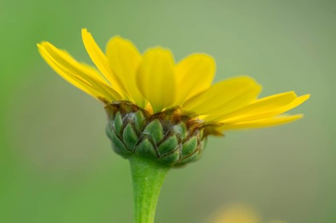 Glebionis segetum, flower, bee pasture, Sevelten, Cloppenburg, Lower Saxony, Germany