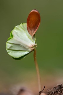 Beech seedling (Fagus sylvatica) on the forest floor, Vechta, Lower Saxony, Germany
