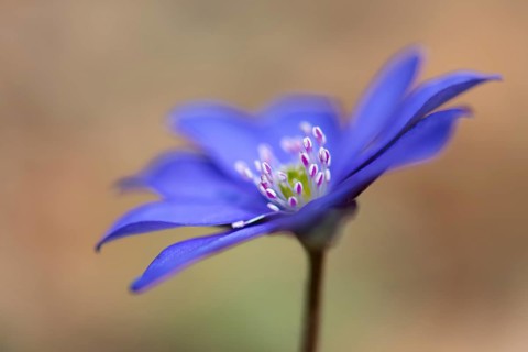Blooming liverwort (Anemone hepatica), early bloomer, Steinhagen, Lower Saxony, Germany