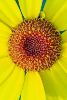 Glebionis segetum, flower, bee pasture, Sevelten, Cloppenburg, Lower Saxony, Germany