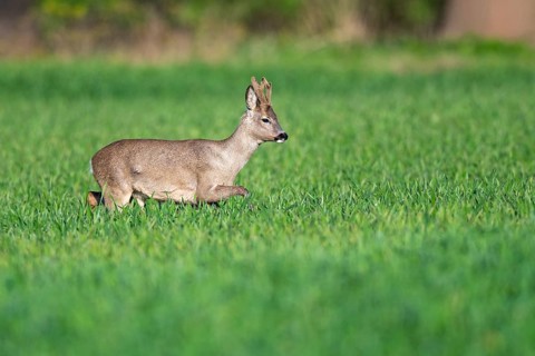 Roebuck (Capreolus capreolus) in winter coat, Vechta, Lower Saxony, Germany