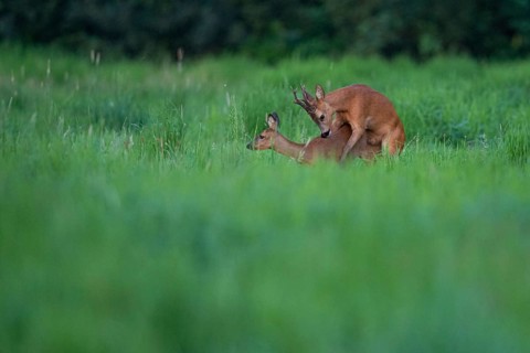 Roebuck (Capreolus capreolus), mating, leaf time, reproduction, Vechta, Lower Saxony, Germany