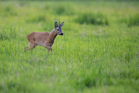 Roebuck (Capreolus capreolus) in leaf time in a meadow, Vechta, Lower Saxony, Germany