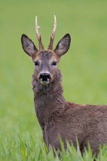 Roebuck (Capreolus capreolus) in winter coat, Vechta, Lower Saxony, Germany