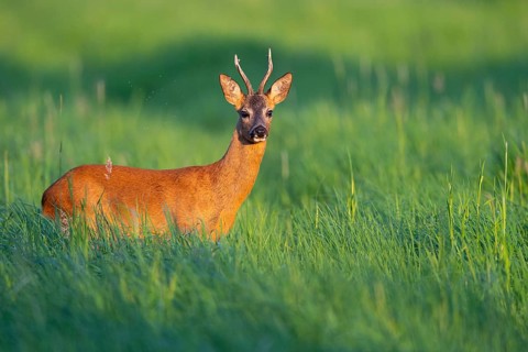 Roebuck (Capreolus capreolus) in the evening light in a meadow, Vechta, Lower Saxony, Germany