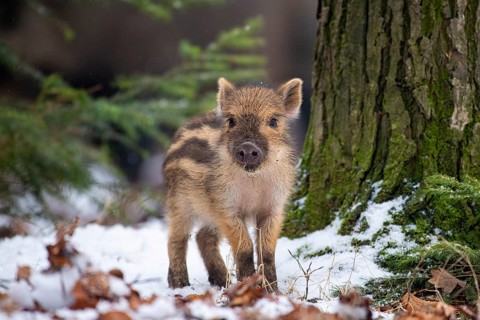 Wild boar (Sus scrofa) in the snow, fresh boar, Melle, Lower Saxony, Germany