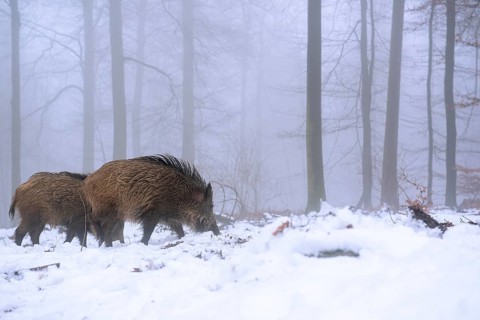 Wild boar (Sus scrofa) in the snow in a wintery forest, Teutoburg Forest, Melle, Lower Saxony,