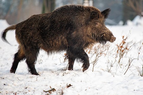 Wild boar (Sus scrofa) in the snow, wild boar, Melle, Lower Saxony, Germany