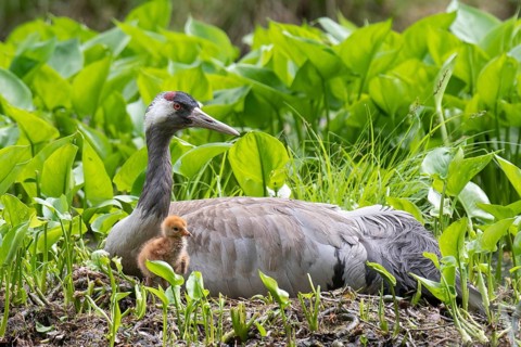 Crane (gurs grus) in nest with chicks, Feldberger Seenlandschaft, Mecklenburg-Vorpommern, Germany