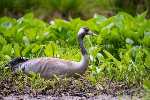 Crane (gurs grus) in the nest, Feldberger Seenlandschaft, Mecklenburg-Vorpommern, Germany