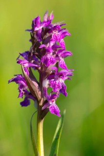 Early purple orchid (Orchis mascula), orchid, wet meadow, Aschen, Lower Saxony, Germany