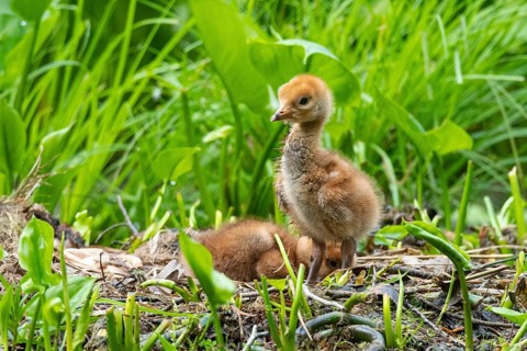 Chicks of a crane (gurs grus) in the nest, Feldberger Seenlandschaft, Mecklenburg-Vorpommern,