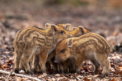 Wild boar (Sus scrofa), fresh boar, Melle, Lower Saxony, Germany