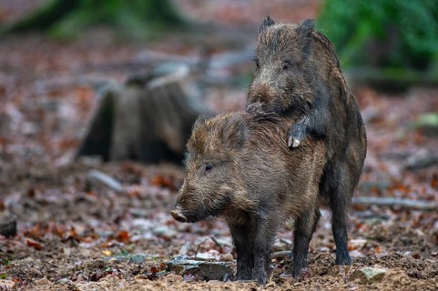 Wild boar (Sus scrofa) copolised, Melle, Lower Saxony, Germany