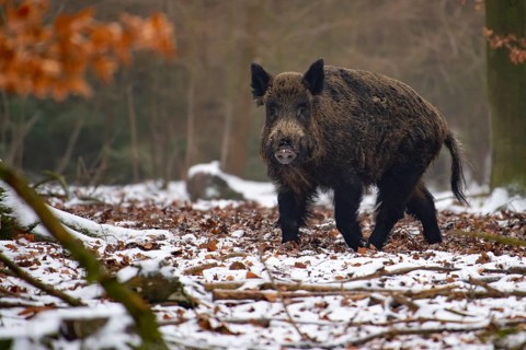 Wild boar (Sus scrofa) in the snow, wild boar, Melle, Lower Saxony, Germany