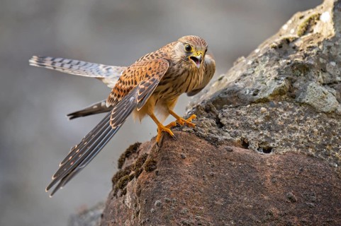 Kestrel (Falco tinnunculus), Gerolstein, Rhineland-Palatinate, Germany