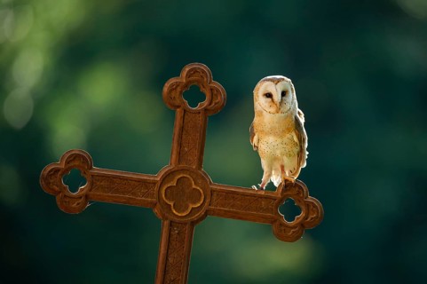 Barn owl (Tyto alba) sitting on a cross, Gerolstein, Rhineland-Palatinate, Germany