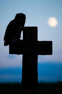 Eurasian Eagle-owl (bubo bubo) sitting on a cross under a full moon, Gerolstein,