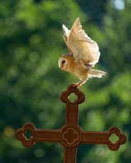Flying barn owl (Tyto alba), Gerolstein, Rhineland-Palatinate, Germany