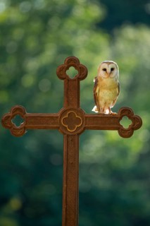 Barn owl (Tyto alba) sitting on a cross, Gerolstein, Rhineland-Palatinate, Germany