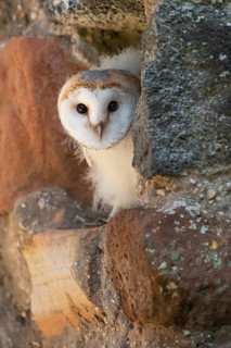 Juvenile barn owl (Tyto alba), Gerolstein, Rhineland-Palatinate, Germany