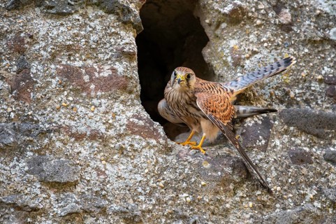 Kestrel (Falco tinnunculus), Gerolstein, Rhineland-Palatinate, Germany