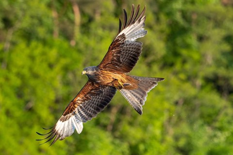 Red kite (Milvus milvus) in flight, Feldberger Seenlandschaft, Mecklenburg-Western Pomerania,