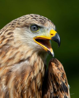 Red kite (Milvus milvus) sitting on a willow pole, portrait, Gerolstein, Rhineland-Palatinate,