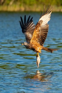 Red kite (Milvus milvus) in flight, Feldberger Seenlandschaft, Mecklenburg-Western Pomerania,