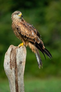 Red kite (Milvus milvus) sitting on a willow pole, Gerolstein, Rhineland-Palatinate, Germany
