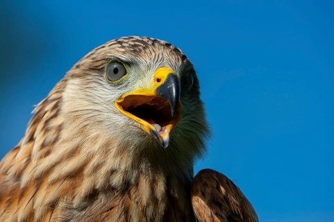 Red kite (Milvus milvus) sitting on a willow pole, portrait, Gerolstein, Rhineland-Palatinate,