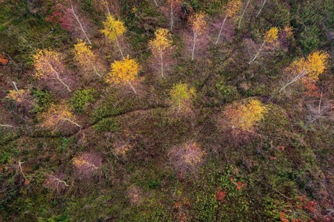 Aerial view of Huntebruch in autumn, Diepholz, Lower Saxony, Germany