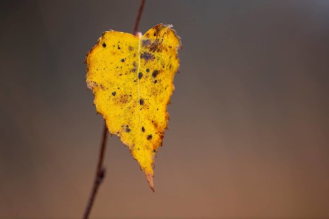 Birch leaf in autumn, Goldenstedt, Lower Saxony, Germany