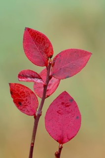 Red leaf of a blueberry, blueberry (Vaccinium myrtillus), Goldenstedt, Lower Saxony, Germany