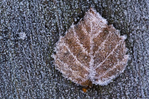 Birch leaf in hoarfrost, Goldenstedt, Lower Saxony, Germany