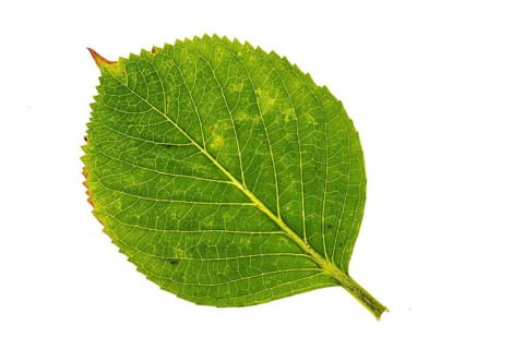 Structure of an autumn-colored leaf, cut off, leaves, tree, Vechta, Lower Saxony, Germany
