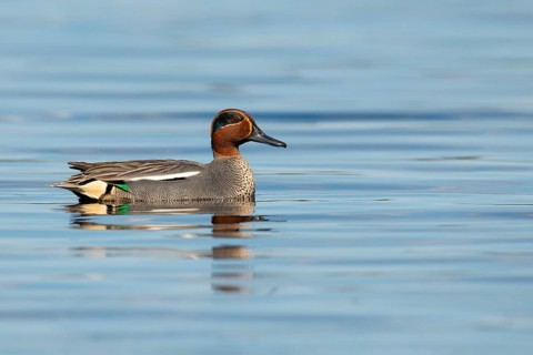 Teal (Anas crecca) on a lake, Fågelsjö, Gävleborgs län, Sweden