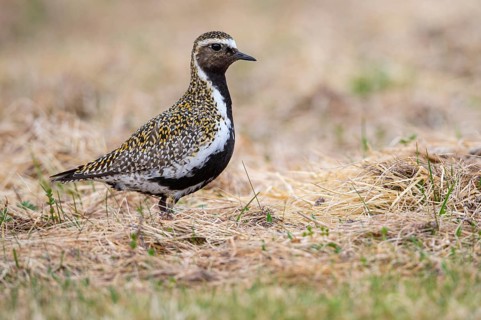 Golden plover (Pluvialis apricaria), Fågelsjö, Gävleborgs län, Sweden