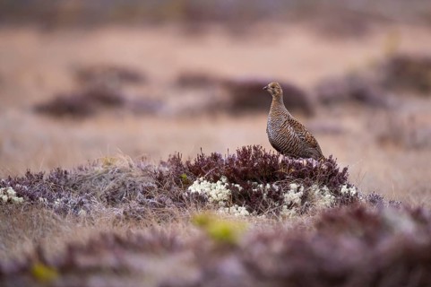 Black grouse (Lyrurus tetrix), female, black grouse courtship in Sweden, Fågelsjö, Gävleborgs län,