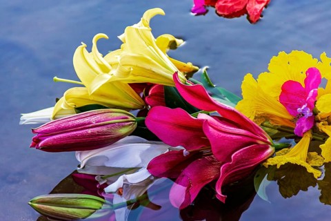 Flowers floating in the water after being offered to Iemanja