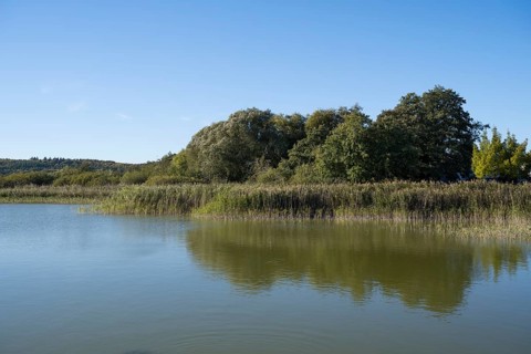 Deciduous trees and reeds at Schmachter See, reflection, landscape with blue sky, Binz, seaside