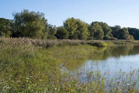 Deciduous trees and reeds at Schmachter See, landscape with blue sky, Binz, seaside resort, Rügen