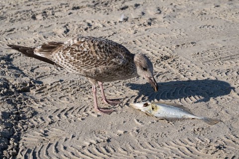 Seagull pecks at a dead fish on the beach, Baltic Sea, Rügen Island, Mecklenburg-Western Pomerania,