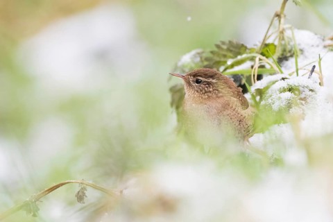 A wren (Troglodytes troglodytes) hiding in the snow-covered green with blurred background, Hesse,