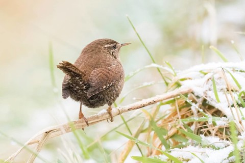 A wren (Troglodytes troglodytes) standing on a branch covered with snow, Hesse, Germany