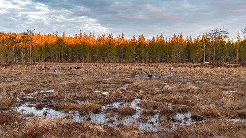 Black grouse (Lyrurus tetrix), black grouse courtship in Sweden, Fågelsjö, Gävleborgs län, Sweden